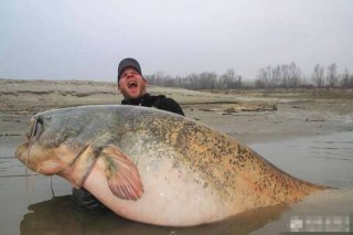 男子钓260斤大鱼 花45分钟拖其上岸
