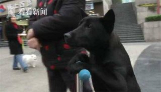 遛狗新方式！聪明狗狗无师自通学会玩滑板