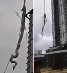 印尼5米长蟒蛇爬上楼顶 消防员用塔吊移下