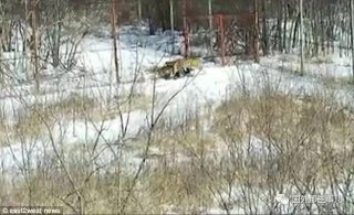 西伯利亚虎饥饿难耐 闯入村庄咬死看守犬