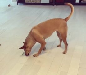 萌翻！国外一小狗屡败屡战顽强战“豆”