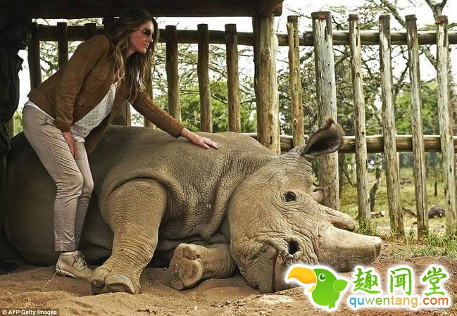 苏丹以它出生的国家命名，2009年从一个捷克动物园带到肯尼亚。