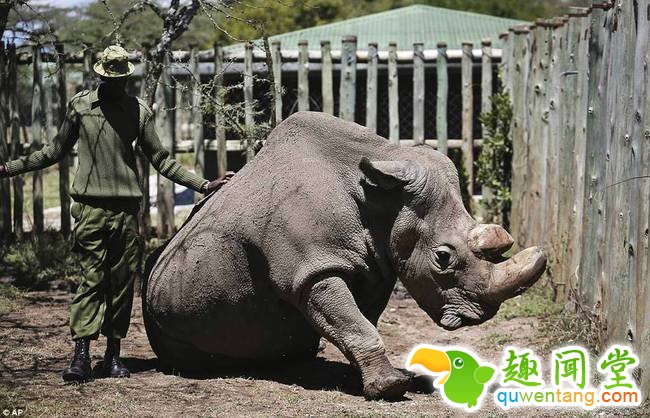 最后在野外生存的北白犀均生存于刚果民主共和国的加兰巴国家公园。刚果民主共和国政府于2005年1月批准将5只北白犀由加兰巴国家公园移送到肯尼亚，并加强保育加兰巴，让这些北白犀有可重回的环境。不过，移送未曾开始，这5只北白犀就已经死亡。