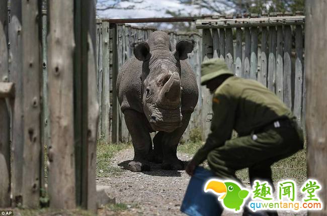 尽管犀牛角的交易在全球范围内被禁止，但在黑市内仍然热火朝天，在也门就有专门的犀牛角市场，在那里以犀牛角制成手柄的匕首是众多买家和卖家关注的焦点，是身份的象征。利益熏心的偷猎者每年都大量猎杀这些珍贵的白犀，而面对偷猎猖獗，非洲国家由于落后的经济技术无暇应对，这些问题已经导致北白犀成为即将灭绝在现代文明面前的大型动物。