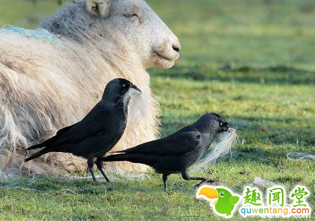 央视网消息：野生动物摄影师Alan Price在英国威尔士捕捉到神奇的一幕，几只绵羊在草地上悠闲地晒太阳，全然没觉察到几只寒鸦偷悄从它们身上啄下一撮又一撮蓬松的羊毛，飞到树林里或烟囱顶“盖房”。 视觉中国