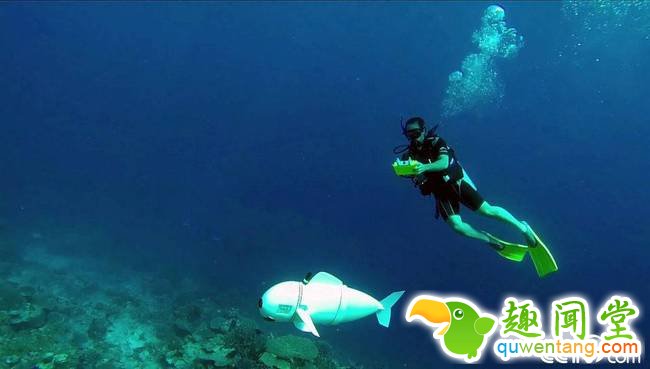 麻省理工大学研究团队近日公开了他们研发的首款可长时间在水中自主游动的机器鱼SoFi在斐济进行水下测试。SoFi大部分部件是3D打印的，尾部柔性塑料和硅胶制成，配合鱼鳍，可模仿真实鱼类的游动动作，以重量舱和”浮力控制单元“来实现上浮和下潜，在任天堂控制器和声学通信系统引导下，它可在水下超过50英尺的地方游动40分钟左右。SoFi可更好地接近海洋生物且不造成干扰，或将成为海洋研究的新工具。图为2015年8月拍摄的SoFi在水下进行测试的照片。 视觉中国