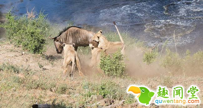 南非落单角马势单力薄遭四只饥饿母狮捕杀（组图）