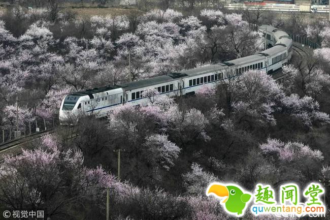 央视网消息：2018年3月27日，北京。随着气温的升高，当日昌平居庸关九仙庙沟谷的山桃花怒放，长城脚下再现“花海”与列车相遇，唯美醉人。来源：视觉中国