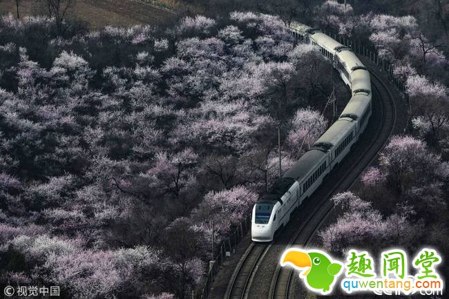 央视网消息：2018年3月27日，北京。随着气温的升高，当日昌平居庸关九仙庙沟谷的山桃花怒放，长城脚下再现“花海”与列车相遇，唯美醉人。来源：视觉中国