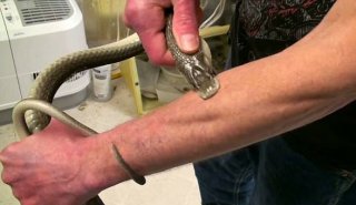 美男子称对蛇毒免疫 拍被黑曼巴咬伤视频