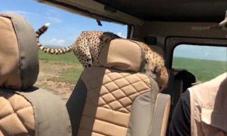 坦桑尼亚一猎豹跳进观光车 游客恐慌中强
