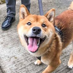 英柴犬被称为世上笑容最美狗狗 尤其喜欢