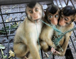 印尼人抓猴子上树摘椰子 大师兄一脸哀怨