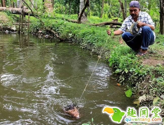 一旦被新主人买下后，它们将要接受一项长期的训练，学会去采摘椰子。训练期间，这些猴子常常不得不忍受着痛苦，承受着主人的虐待。