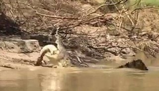 澳5米长咸水鳄撕碎3米长淡水鳄 生吞其整条