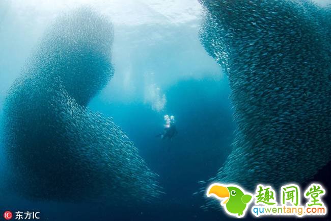 近日，来自菲律宾马尼拉的摄影爱好者 EunJong Kim 在潜水途中偶遇到沙丁鱼“军团”。只见密密麻麻的沙丁鱼不断逼近，进而形成一个鱼眼般的巨大漩涡，仿佛要把人吞噬一般。壮观震撼的景象让Kim无比兴奋，他用一个鱼眼镜头记录下了全程。