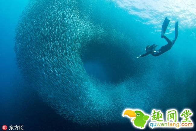 近日，来自菲律宾马尼拉的摄影爱好者 EunJong Kim 在潜水途中偶遇到沙丁鱼“军团”。只见密密麻麻的沙丁鱼不断逼近，进而形成一个鱼眼般的巨大漩涡，仿佛要把人吞噬一般。壮观震撼的景象让Kim无比兴奋，他用一个鱼眼镜头记录下了全程。