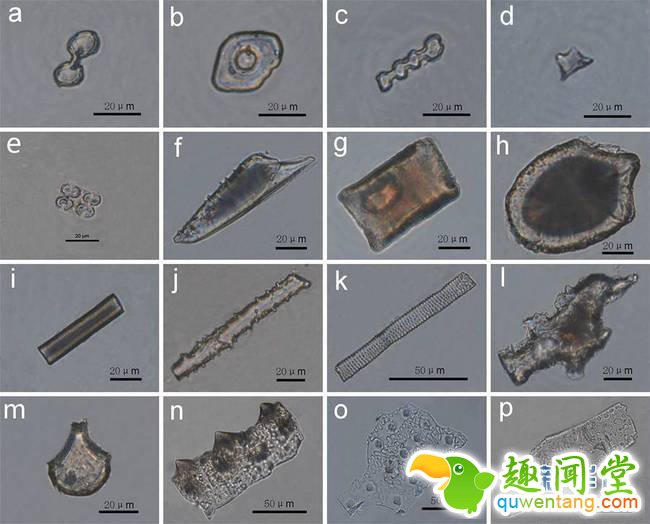 东阳遗址中常见植硅体类型（资料照片）。史前水稻的栽培和驯化，对中华文明的诞生与人口增长具有至关重要的作用。目前学界对于“水稻栽培起源于长江中下游地区”的结论已基本达成共识，但对于稻作农业向外传播的时间与过程还存在疑问与分歧。日前经过科学手段分析，考古工作者发现出土于陕西省渭南市东阳遗址的水稻遗存，属于距今5800多年的人工栽培品种，为研究水稻种植的起源和传播提供了新的证据。新华社发