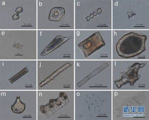 陕西发现5800多年前北方水稻栽培证据