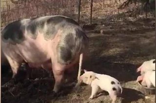 萌翻！美农场一兴奋小猪咬猪妈妈尾巴疯玩