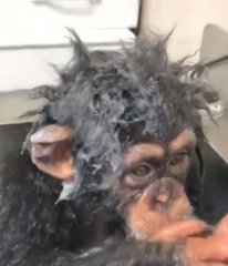 黑猩猩幼崽成“网红” 自己洗澡憨态十足