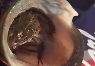 不可思议！外国垂钓者钓起鲈鱼口中有一活