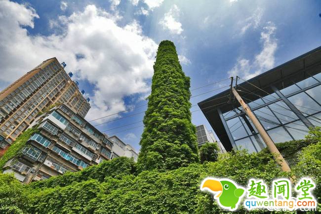 2018年4月12日，贵阳，一棵30余米高废弃烟囱被长势繁茂的爬山虎藤条紧紧包裹缠绕。远远看去，有如身穿巨型“绿裙子”。视觉中国