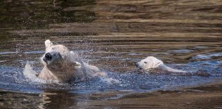 可爱！英国唯一北极熊幼崽与母亲水中悠闲