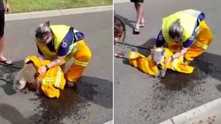 淘气！澳考拉因大火逃出栖息地后拒绝消防