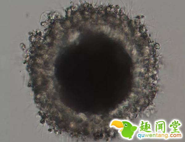 中国首批“试管狗”诞生 有望拯救濒危犬科动物