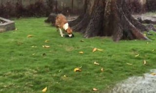 母爱满满！狗妈妈暴雨中叼幼崽避雨 为其