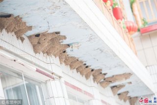 燕子在饭店门口筑起近百个窝 成“特殊”